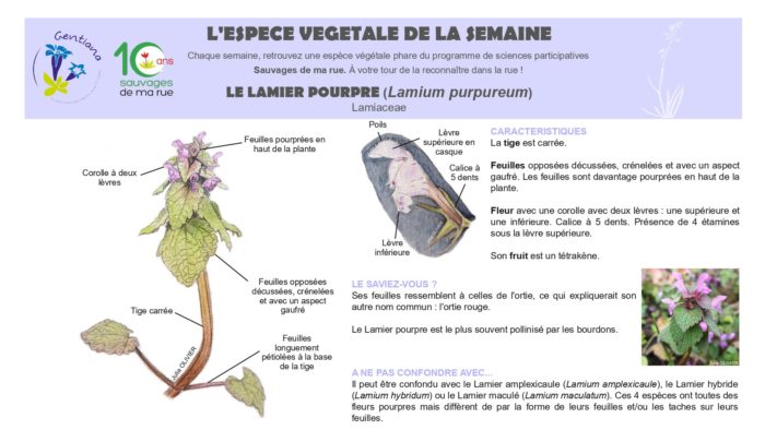 Lamier pourpre4