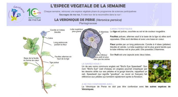 Fiche descriptive Veronique de perse