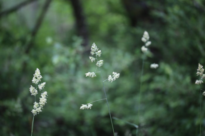 dactylis_glomerata_subsp_glomerata (2)