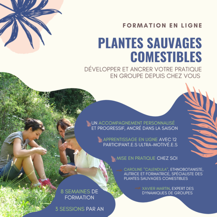 plantes_sauvages_comestibles_formation_en_ligne