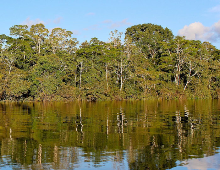 vue d'une forêt d'amazonie