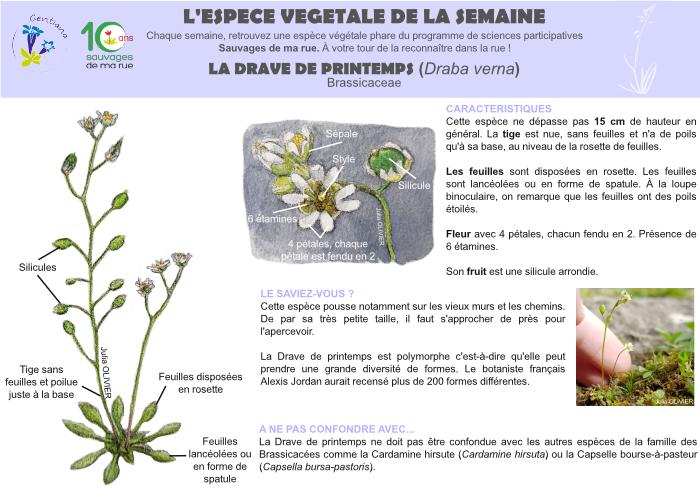 Fiche descriptive Drave de printemps