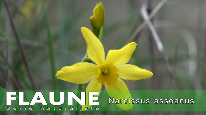 S3E09 - Narcissus assoanus