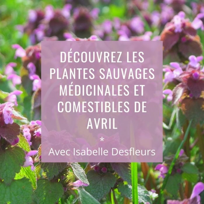 Sortie Plantes sauvages comestibles médicinales avril Paris