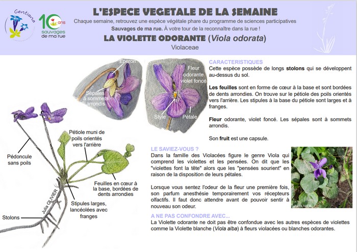 L'espèce végétale de la semaine #7 Violette odorante (Viola odorata) – Tela  Botanica