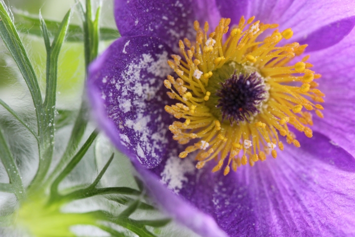 Pulsatilla vulgaris Mill. par Claire Courreau