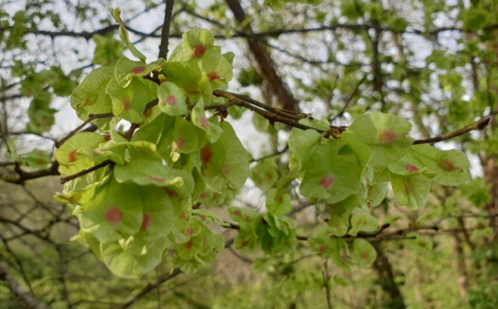 La fructification de l’Orme