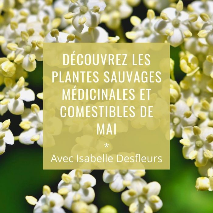 Sortie Plantes sauvages comestibles médicinales mai Paris