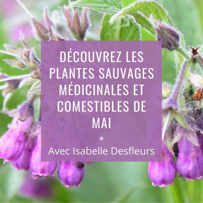 Sortie Plantes sauvages comestibles médicinales mai Bois de Vincennes
