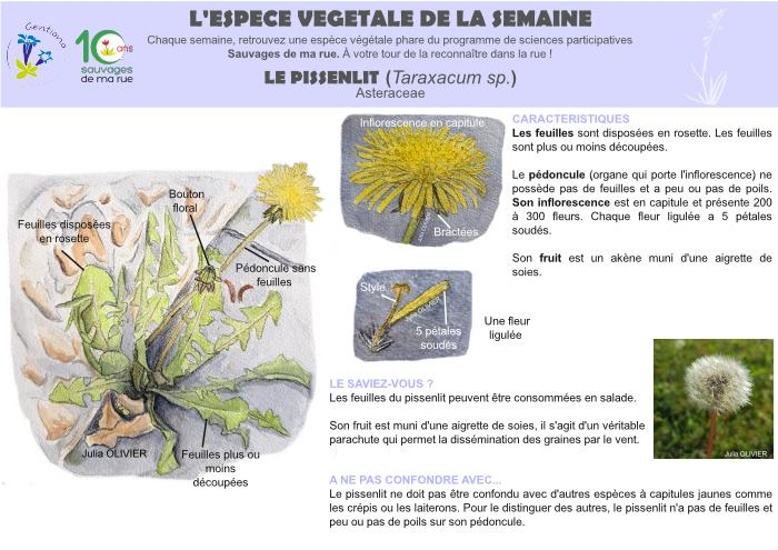 Description Taraxacum sp