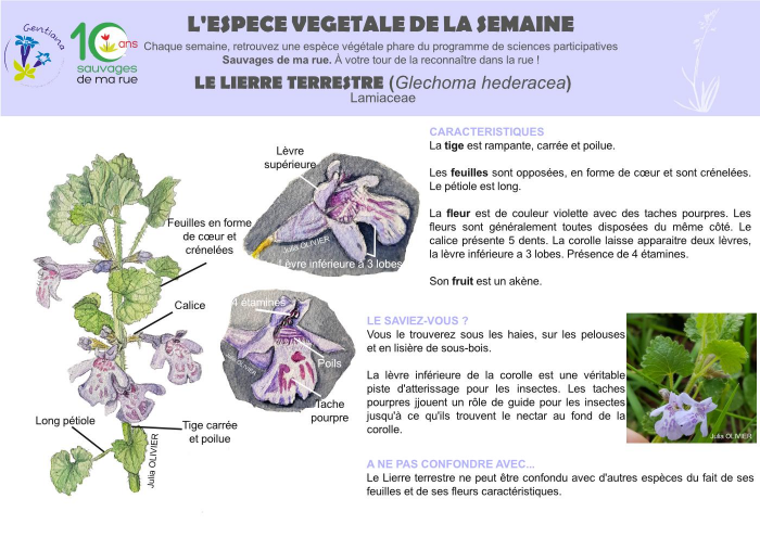 Lierre terrestre (Glechoma hederacea)