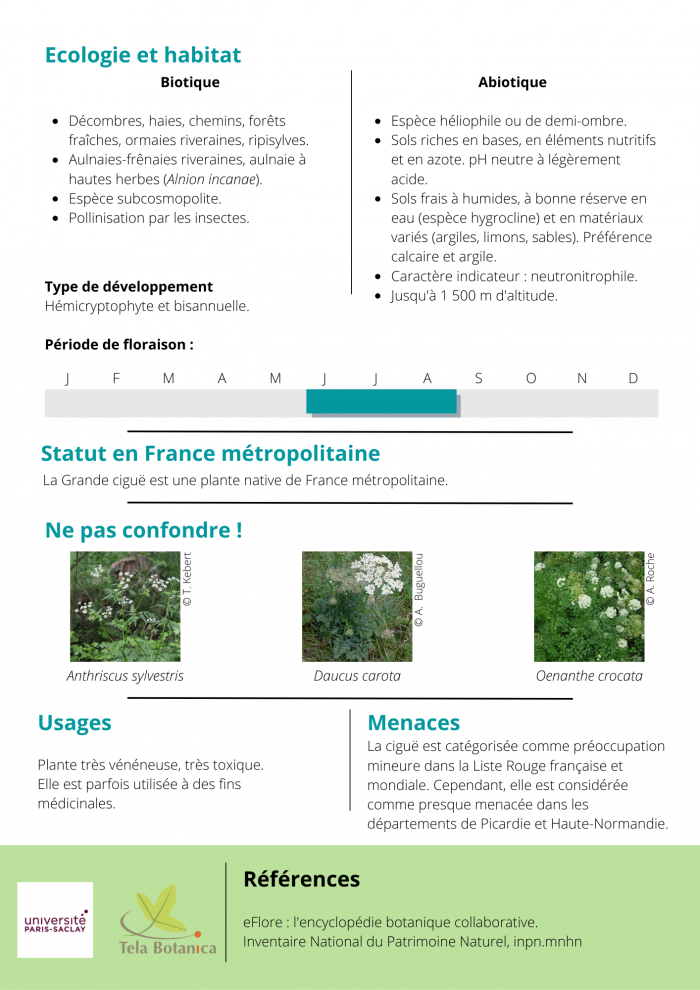 Conium maculatum_part2