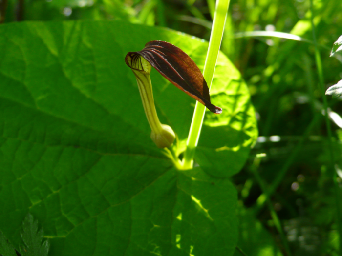 <i>Aristolochia rotunda</i> L. [1753] (bdtfx) par Laurent Richin