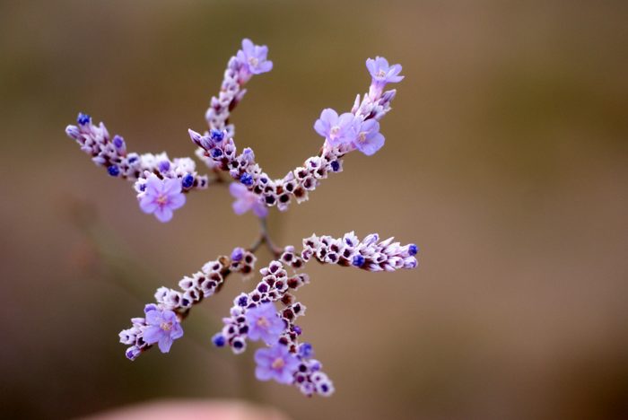 Limonium narbonense Mill.