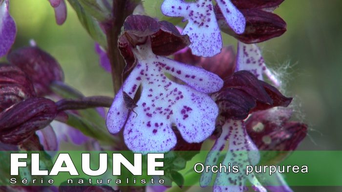 S3E12 - Orchis purpurea