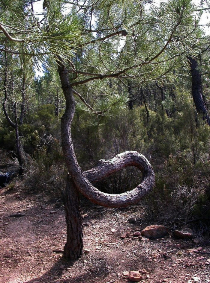 Pinus halepensis Mill. [1768] (bdtfx) par Michel DÉmares