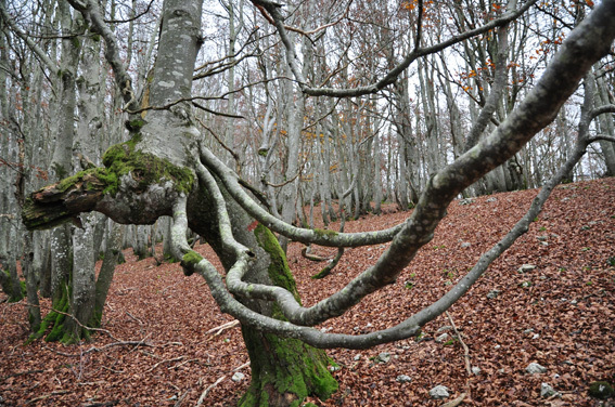 Fagus sylvatica L. [1753] (taxref) par pascalbreitenbach