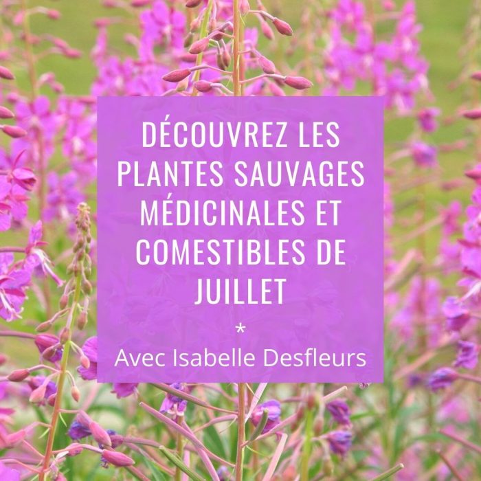 Sortie Plantes sauvages comestibles médicinales juillet Paris