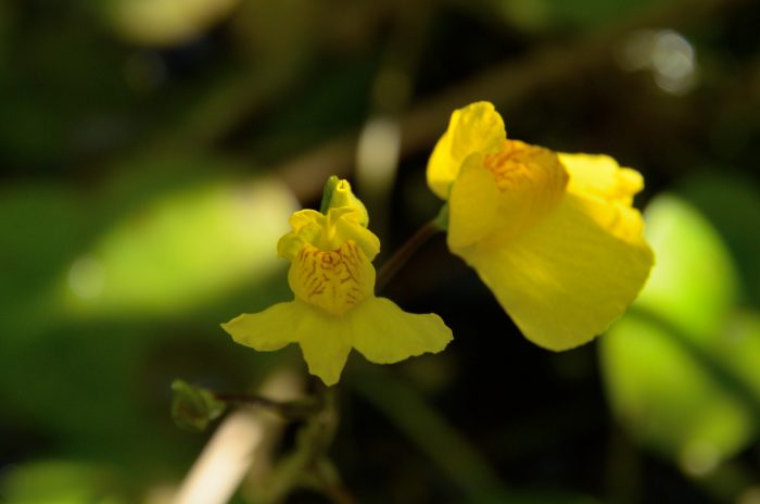 20210906 - Outines - Utricularia australis 1