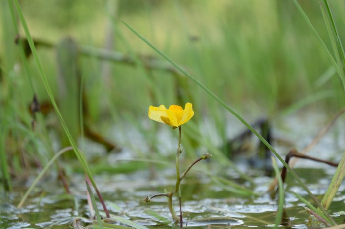 20210907 - Morvilliers - Utricularia australis et Glyceria fluitans 1