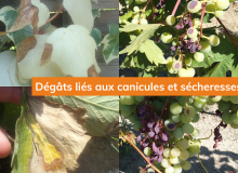 Exemples de dégâts liés aux canicules et sécheresses