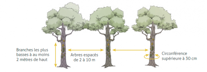 protocole-lichens arbres