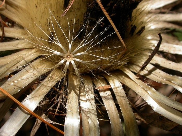 Carline à tige courte, <i>Carlina acaulis </i>L.