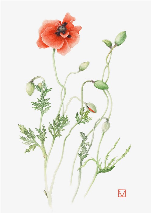 Elisabeth Vitou T-Coquelicot