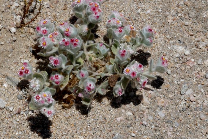 <i>Helichysum roseo-niveum </i>