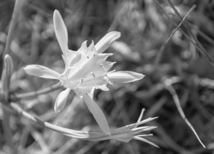 Pancratium maritimum L. [1753] (bdtfx) par Anny Raim