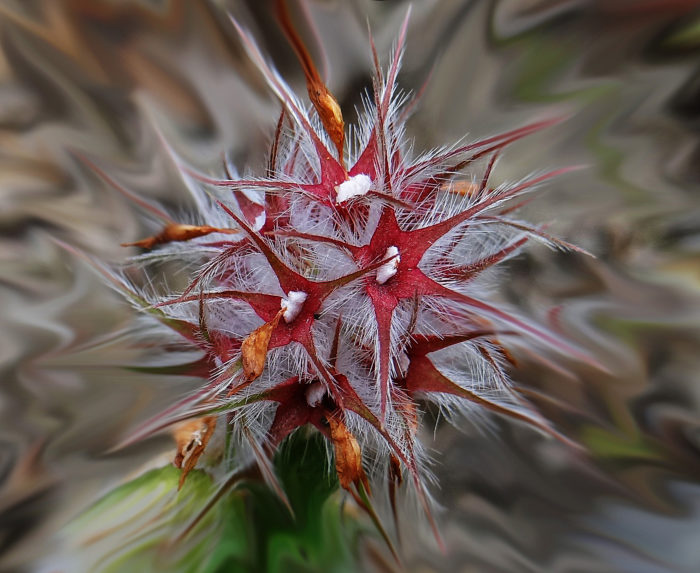 Trifolium-stellatum-autre-par-Josette-Puyo-700x573