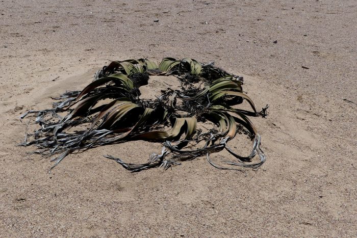 <i>Welwitschia mirabilis </i>