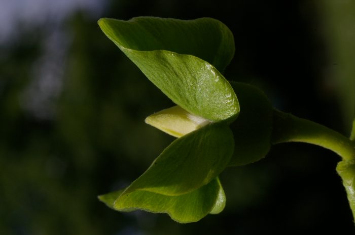 Actinidia deliciosa (A.Chev.) C.F.Liang & A.R.Ferguson [1984][Dét. : Michel POURCHET ]