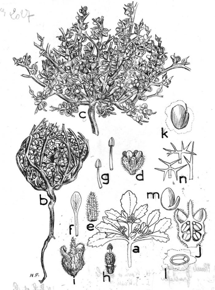 Anastatica hierochuntica_Maire - Nelly Paté