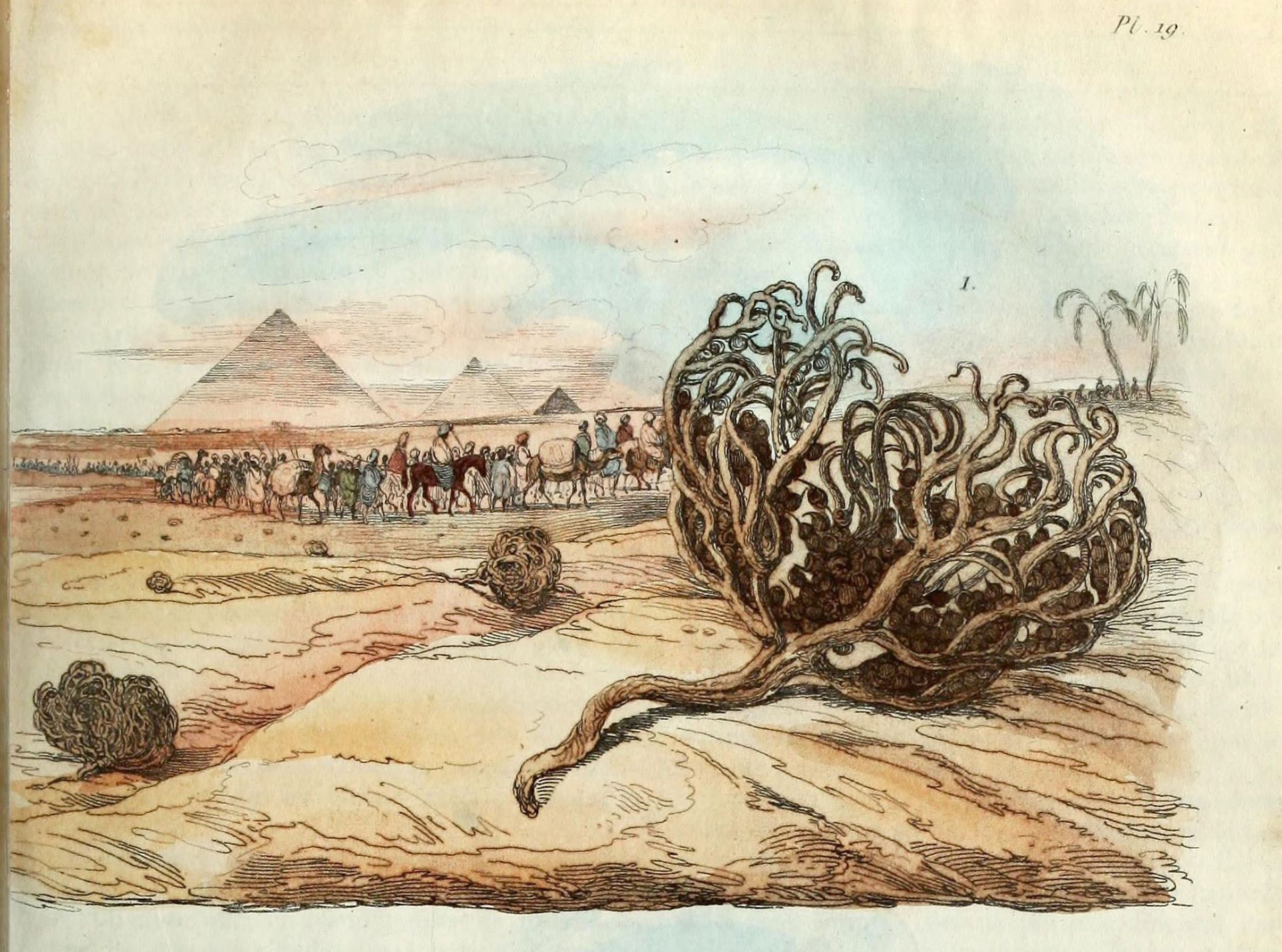 L’Art de l’illustration botanique Anastatica hierochuntica, La Rose