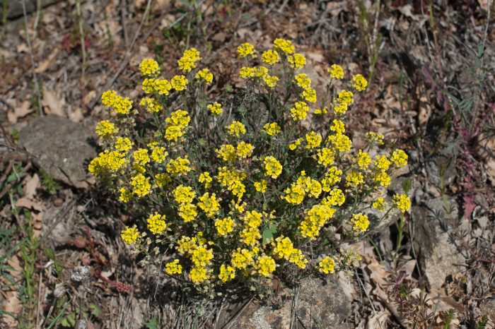 alyssum rhodanense_120938_LABROCHE_A_CBNMC_16