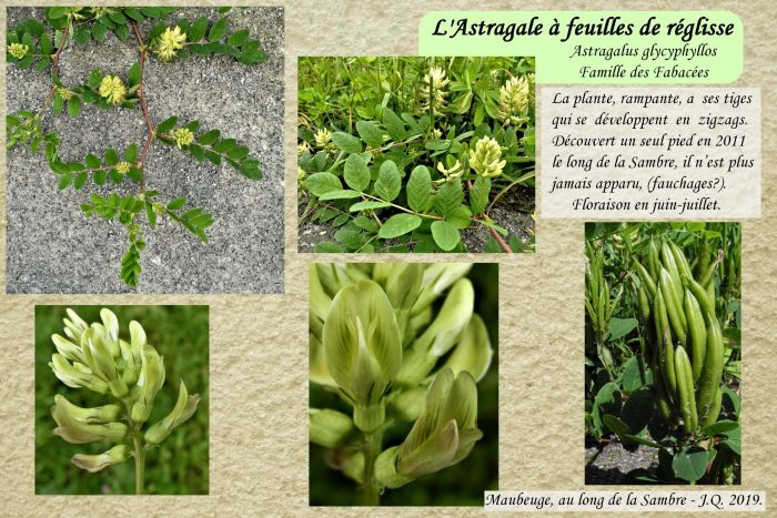 Astragale-a-flles-de-reglisse-scaled