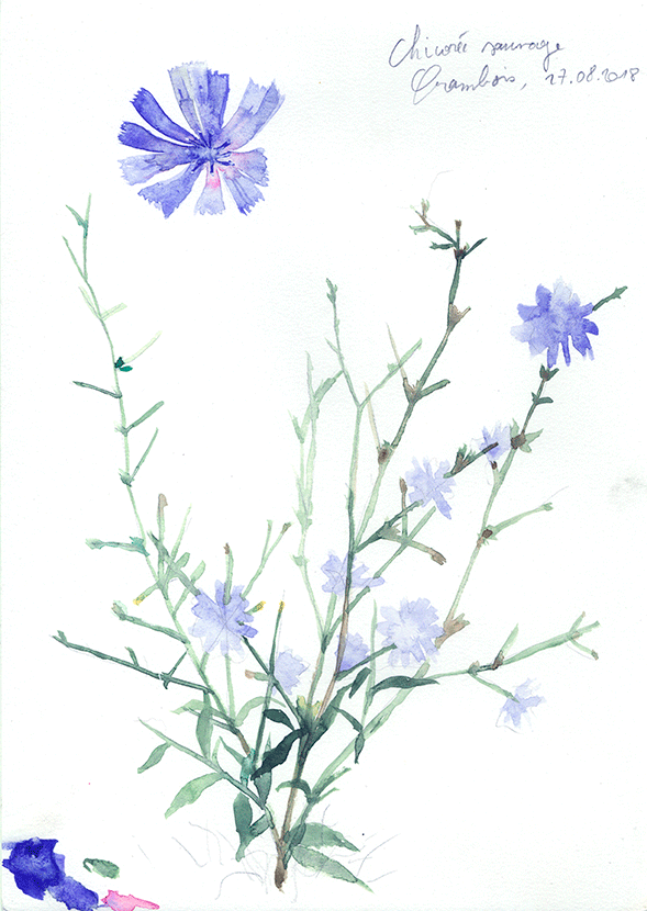 Cichorium intybus