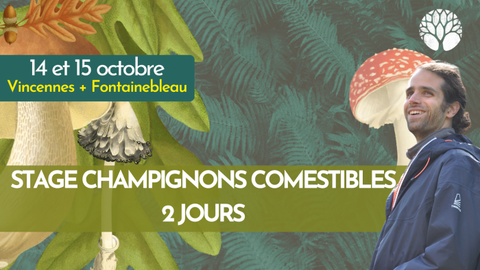 FB Stage champignons-2