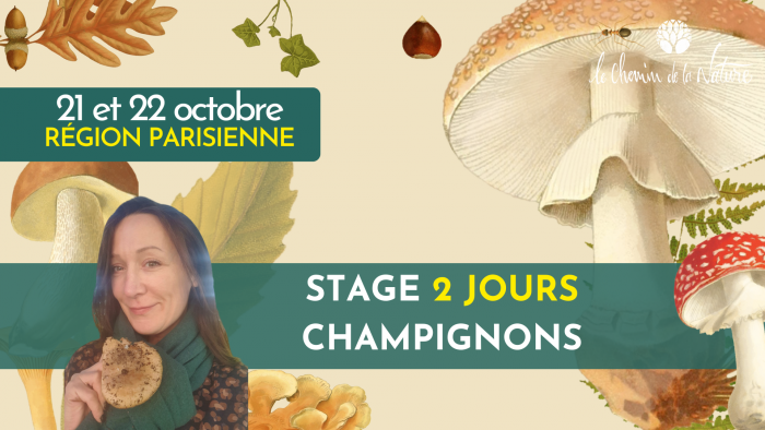 FB Stage champignons-4