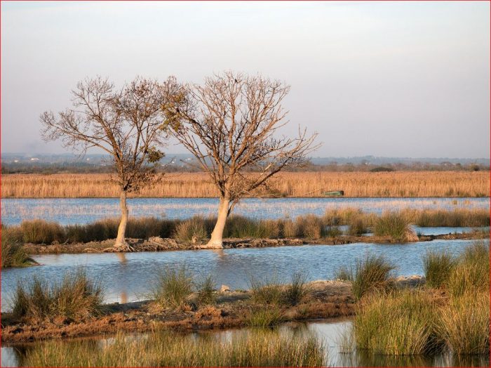 arbres et roselière