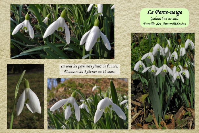 Perce-neige_2-scaled