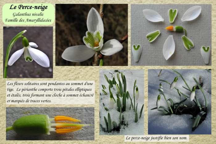 Perce-neige_3-scaled