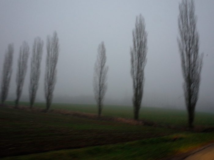 Populus nigra var. italica Du Roi (autre) par Salins394