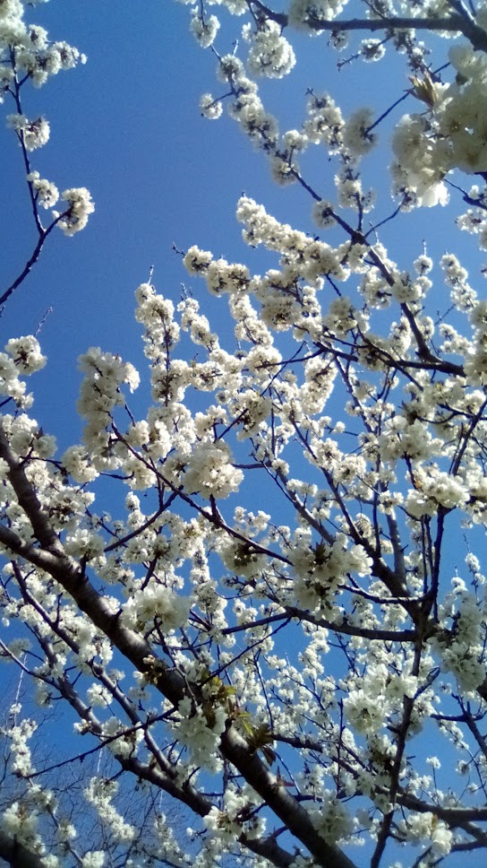 cerisier-fleurs