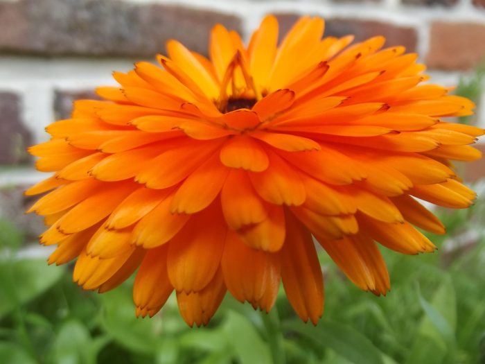 Calendula officinalis L. par Pierre Callewaert - Tela Botanica, CC BY-SA