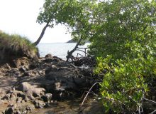 Vue d'une mangrove de Martinique