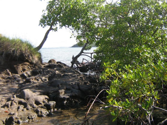 Mangrove Dubuc | Trinité, Mq