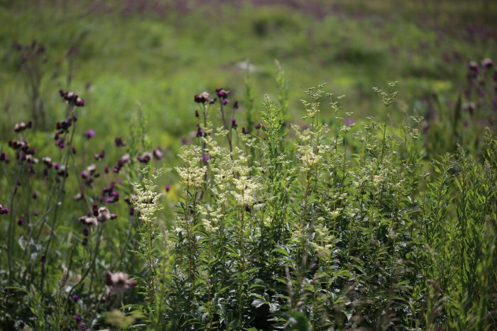 filipendula_ulmaria (1)