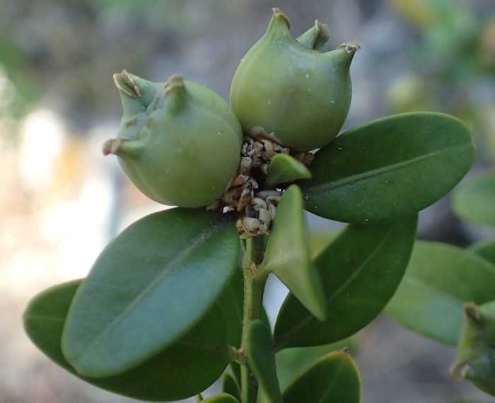 Buxus sempervirens L. par Genevieve Botti - Tela Botanica CC BY-SA